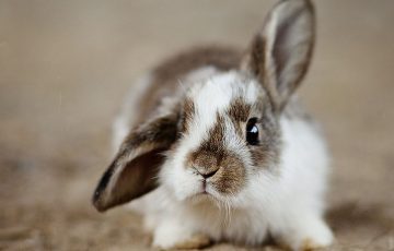 rabbits-4890861_1280