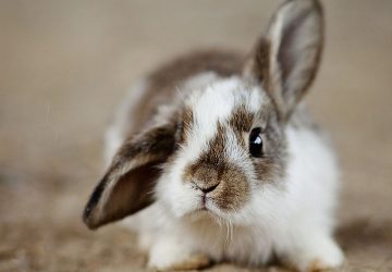 rabbits-4890861_1280