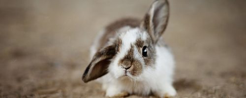 rabbits-4890861_1280