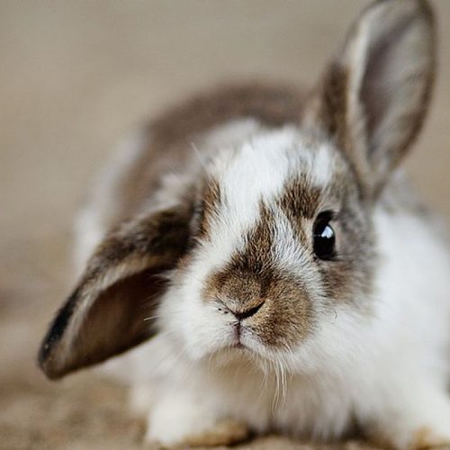 rabbits-4890861_1280